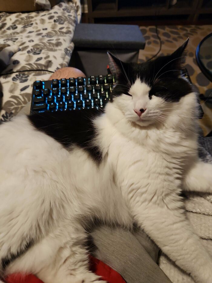 Fluffy black and white cat lying on a person’s lap with a keyboard and patterned blanket in the background.
