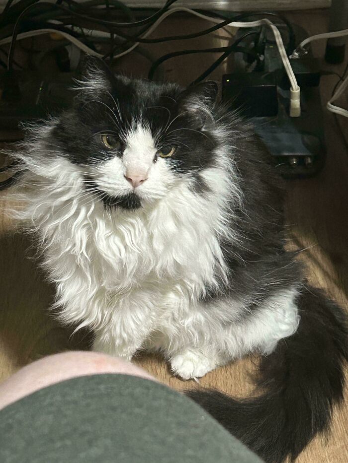 Fluffy scrungy black and white cat sitting on a wooden floor near tangled cables and a person’s knee.