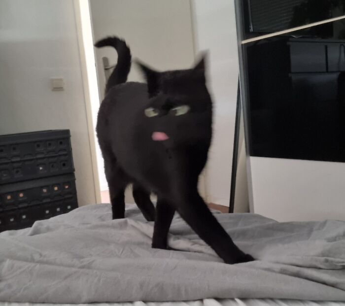 Blurry scrungy black cat walking on bed with tongue out, creating a cute and funny serotonin booster moment indoors.
