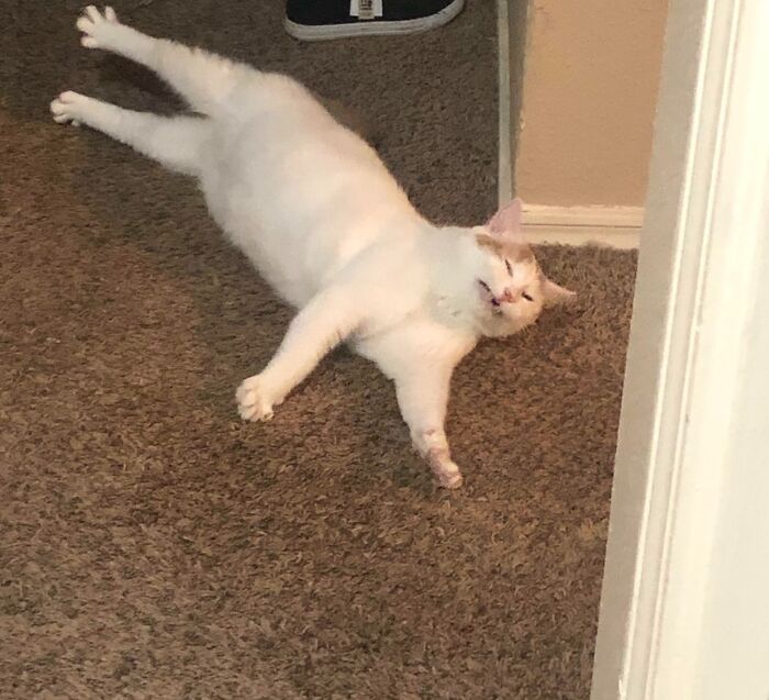 White cat lying scrungy on carpet with stretched legs, creating a blurry and heartwarming cat pic serotonin booster.