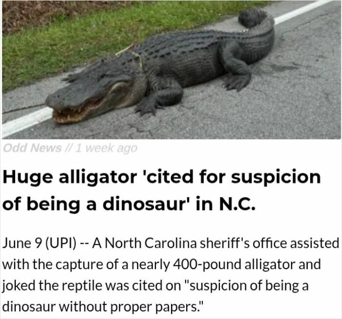 Huge alligator captured in North Carolina, sparking wild incidents and unusual news headlines nationwide.