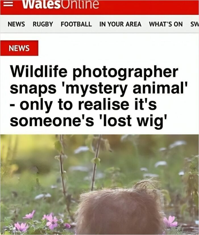 Wildlife photographer captures mystery animal that turns out to be a lost wig among flowers in nature.
