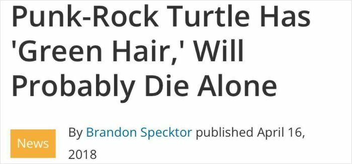 Headline about a punk-rock turtle with green hair in wild incidents that made headlines for unusual animal stories.