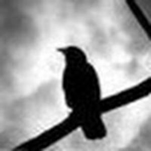 seafairzombies avatar