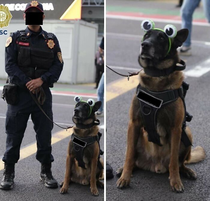 Police dog wearing funny eyeball headband sitting beside its handler, one of 40 hilarious moments caught on camera.