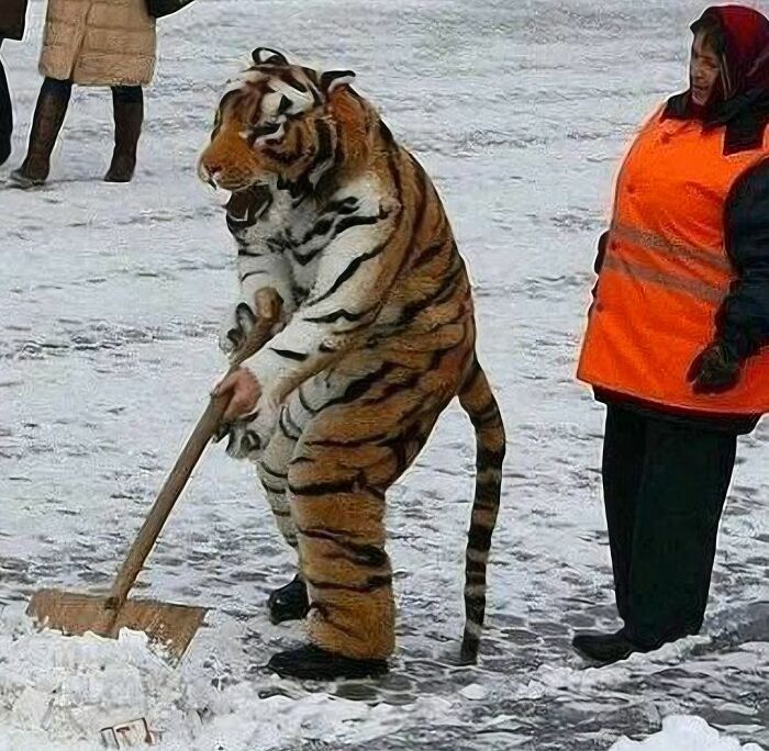 Person in a tiger costume shoveling snow while another person watches, a random and cringe photo with unique humor.