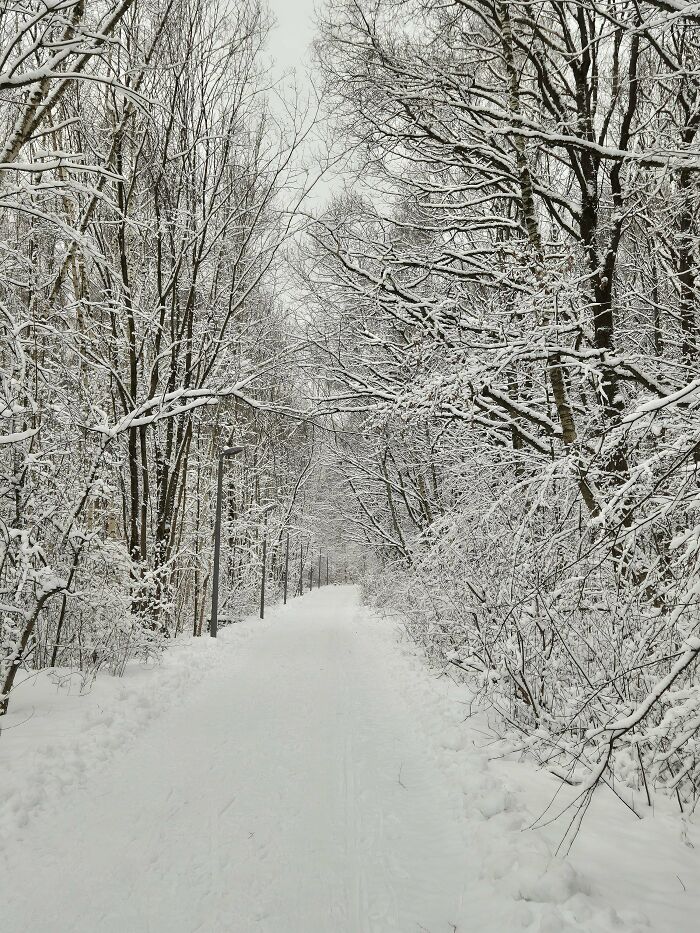 Camino nevado rodeado de árboles cubiertos de nieve en invierno, imagen acogedora para disfrutar sin salir al frío.