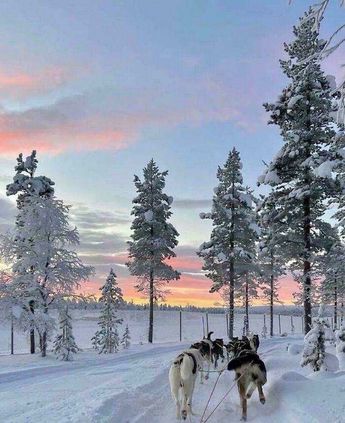 Paisaje invernal con perros de trineo y árboles nevados al atardecer, mostrando imágenes acogedoras de invierno.
