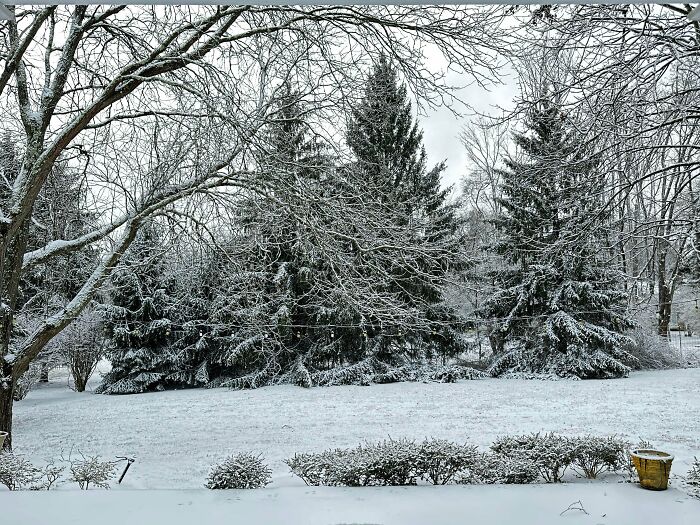 Snow-covered pine trees and bare branches in a tranquil winter landscape showcasing cozy winter images.