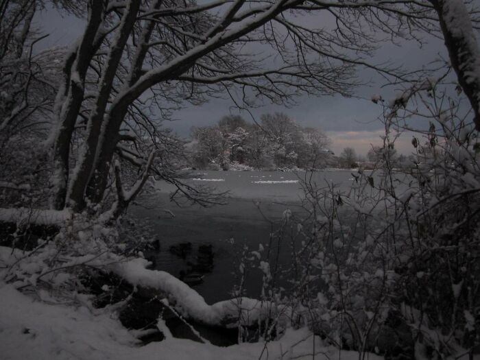 Snow-covered trees and frozen lake in a peaceful winter scene capturing cozy images of this year's winter season.