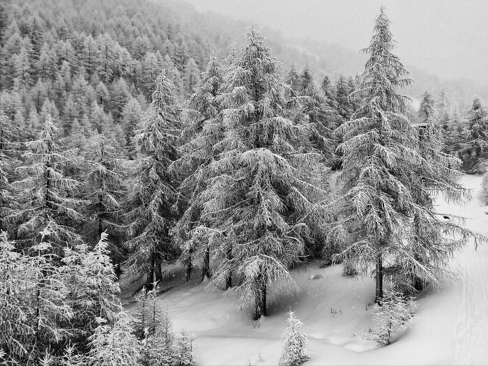 Snow-covered evergreen trees in a cozy winter forest landscape showcasing the beauty of winter without stepping into the cold.