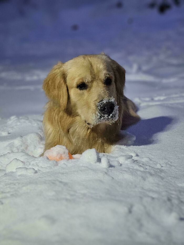 Perro golden retriever en la nieve al atardecer, representando imágenes acogedoras para disfrutar el invierno sin salir al frío.