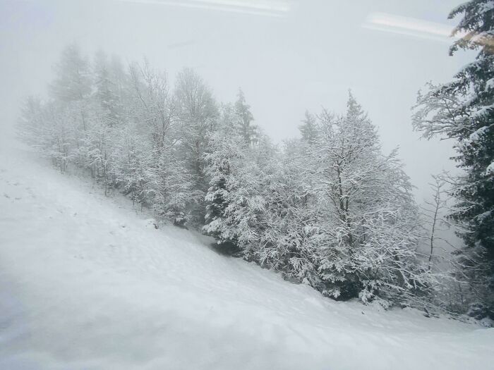 Snow-covered trees on a hillside creating a cozy winter scene to enjoy without stepping into the cold outdoors.