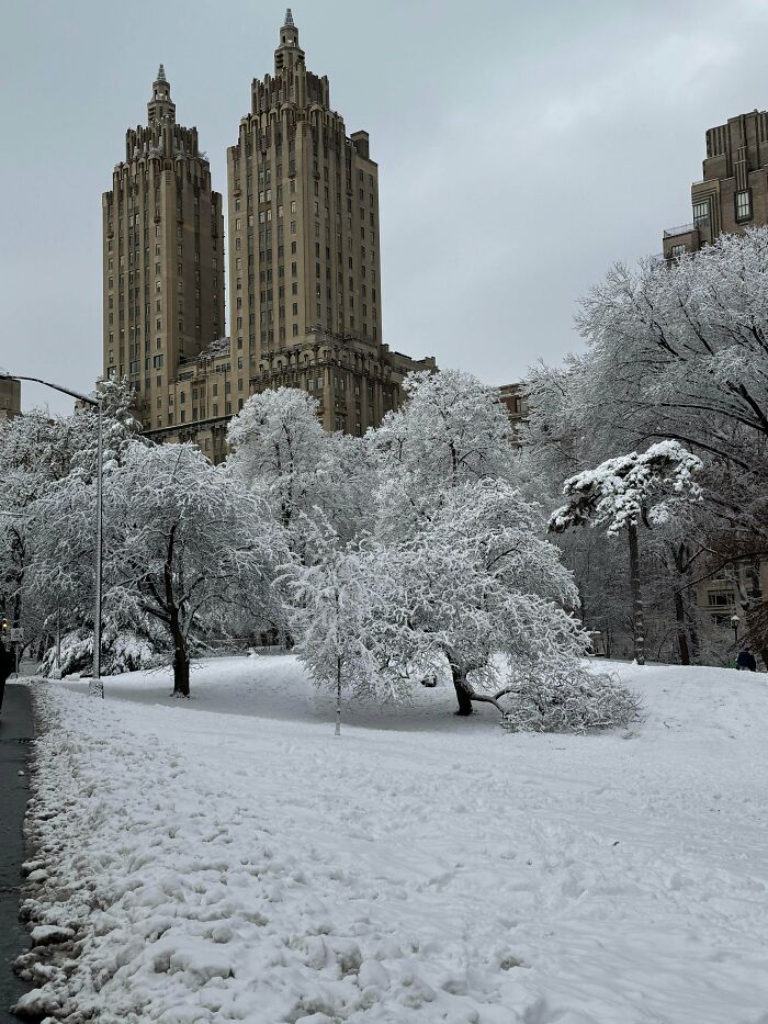 Snow-covered trees in a city park with tall buildings in the background, showcasing cozy winter scenery without stepping outside.