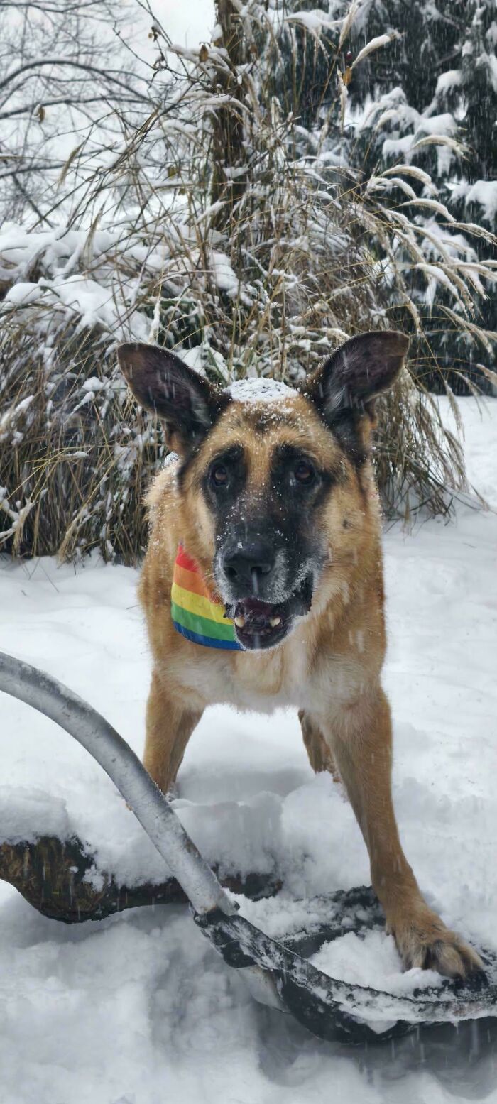 Perro pastor alemán en la nieve con bufanda colorida, disfrutando del invierno sin salir del calor acogedor del hogar.