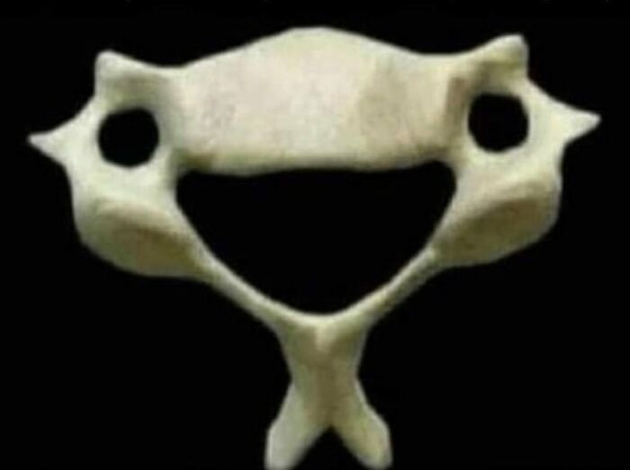 Hueso pélvico humano en imagen médica que resulta extrañamente hipnótica y levemente inquietante.