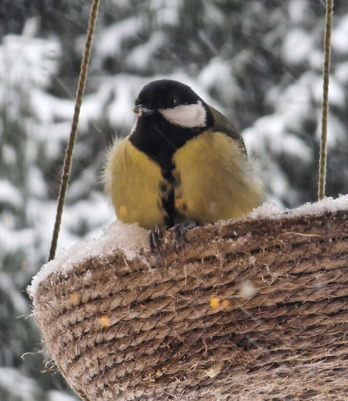 Pájaro pequeño posado en un comedero cubierto de nieve en invierno, imagen acogedora para disfrutar sin salir al frío.