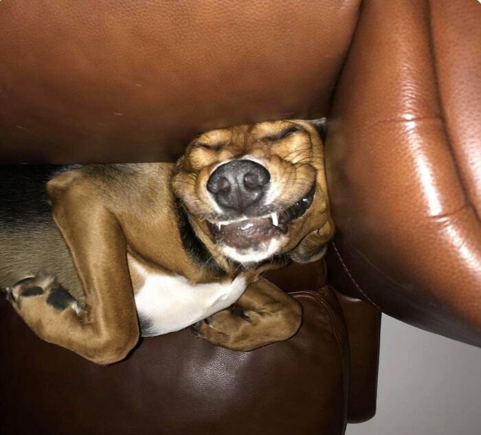 Dog making a silly face while resting between brown leather couch cushions, showcasing animals making silly faces.