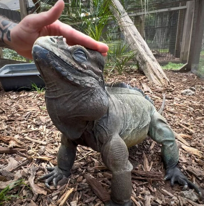 Close-up of an iguana making a silly face while being gently petted, showcasing animals making silly faces.
