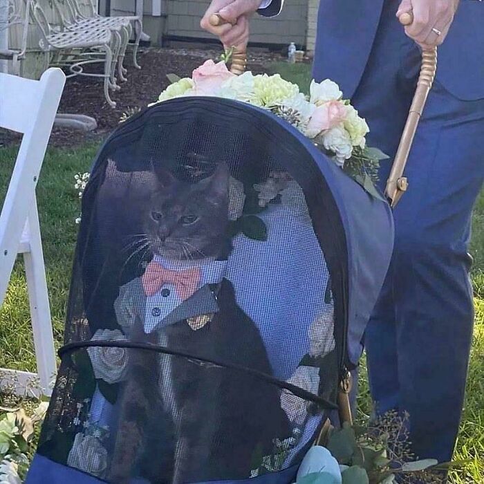 Cat wearing a bow tie sitting inside a stroller decorated with flowers, capturing animals making silly faces moments.