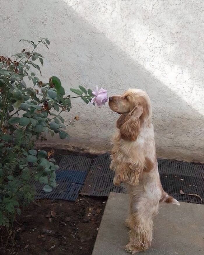 Dog standing on hind legs sniffing a flower in a garden, a random and cringe photo with unique sense of humor vibe.