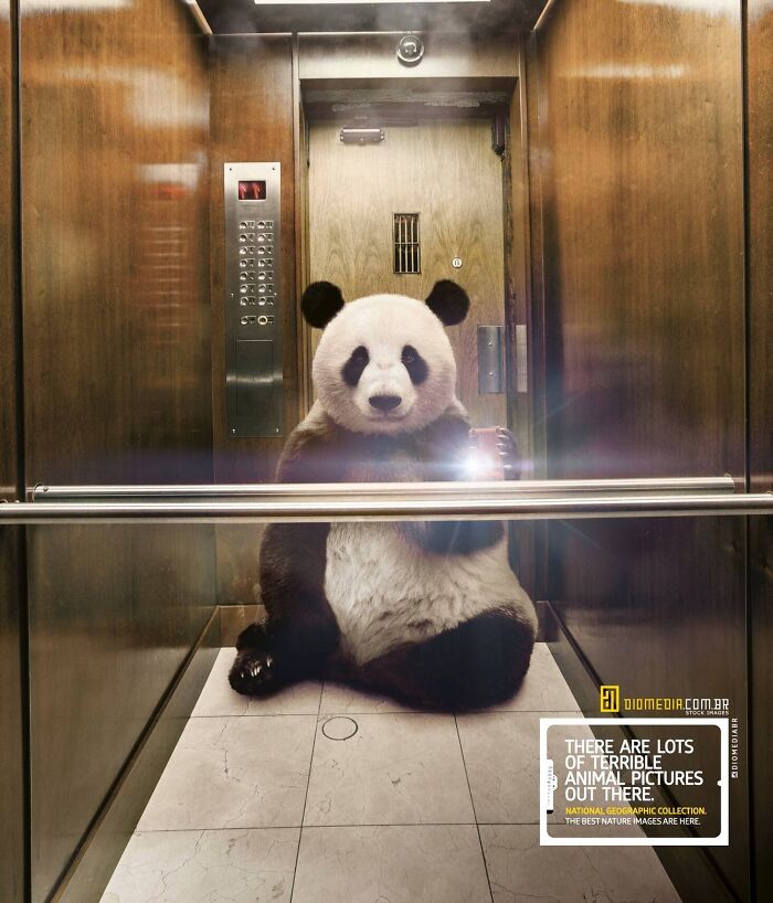 Panda sitting in an elevator using humor and creativity in print advertisements to outshine competitors.