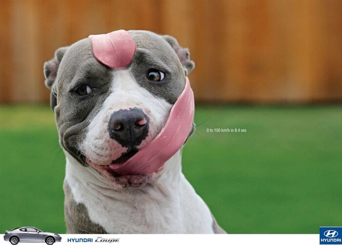 Playful dog with tongue creatively wrapped around its face in a print advertisement showcasing humor and creativity.