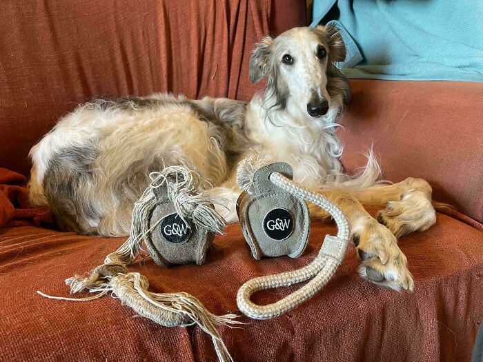 Dog lying on a couch next to worn down everyday objects showing unexpected wear and tear on fabric toys.