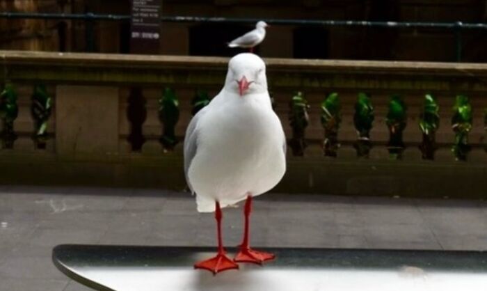 A street photographer capturing a perfect coincidence with a seagull perfectly aligned on another bird's head.