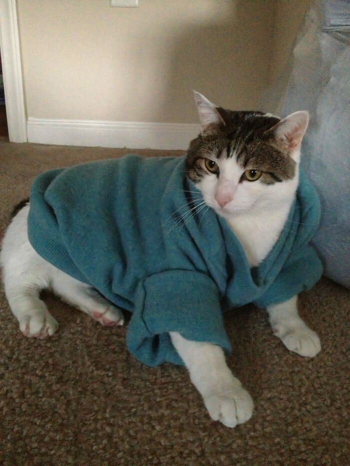 Cat wearing a blue sweater indoors lying on carpet in one of the confusing pictures that are funny for no clear reason.