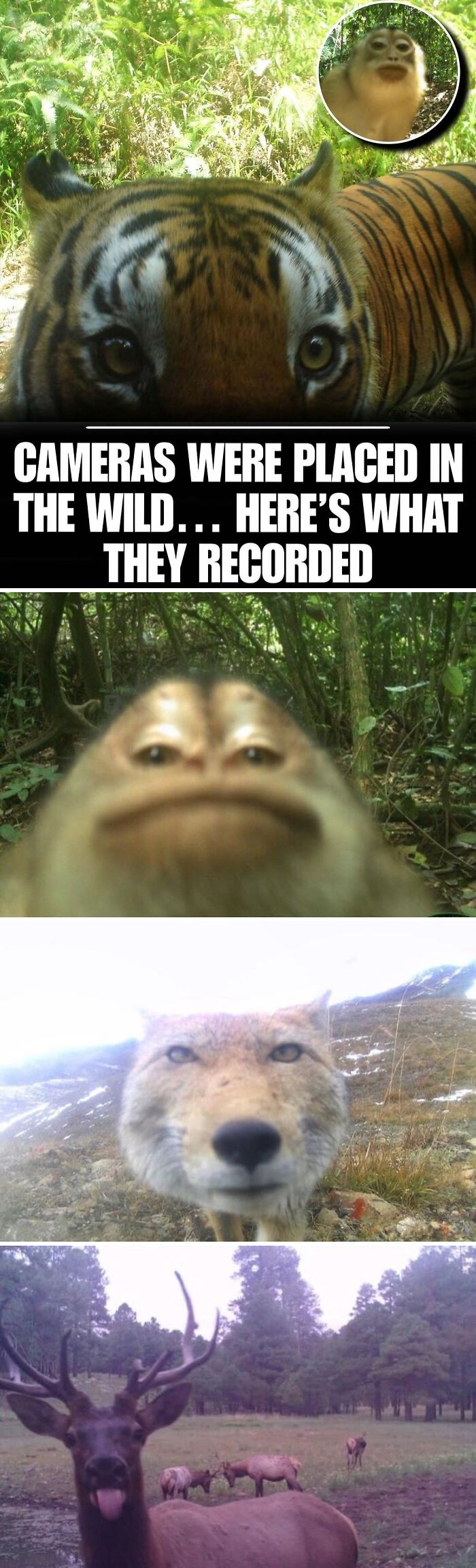 Close-up photos of cute animals including a tiger, monkey, wolf, and elk captured by wild cameras.