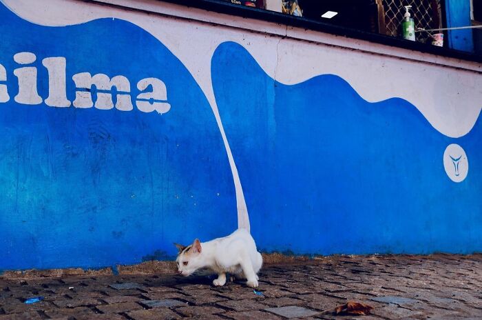 White cat walking on cobblestone street in front of blue mural, capturing unexpected and beautiful moments in street photos.