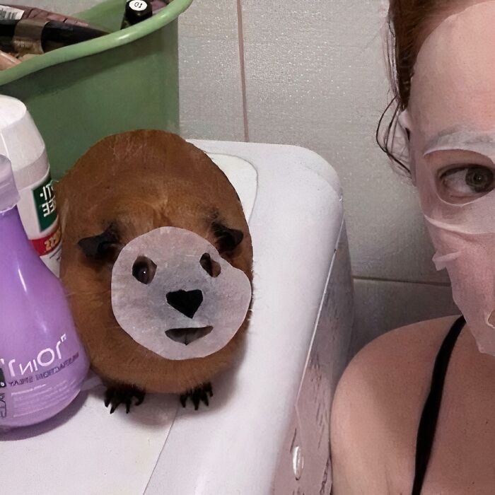 Guinea pig wearing a facial sheet mask beside a person also wearing a face mask in a bathroom setting.