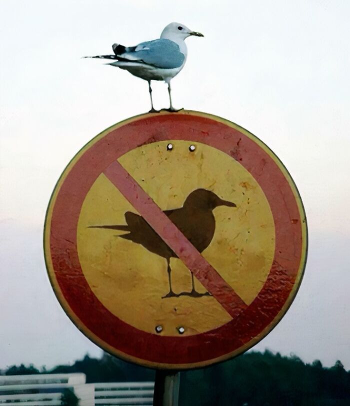 A confusing picture showing a bird perched on a no birds allowed sign, creating a funny and ironic scene.