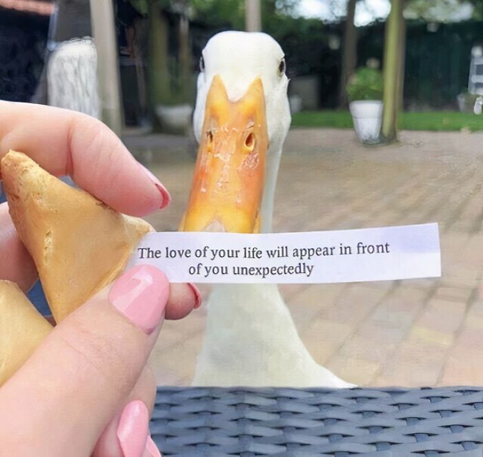 Person holding a fortune cookie slip in front of a curious duck, a confusing picture that is funny for no clear reason