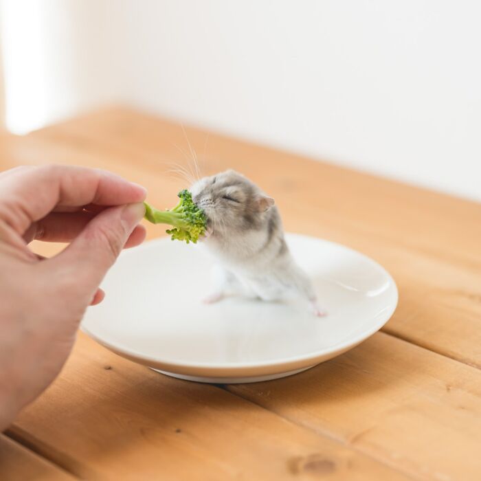 Small adorable hamster nibbling on a piece of broccoli held by a hand on a white plate on a wooden table.