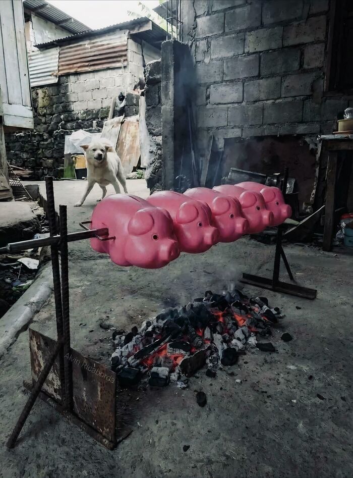 Pink plastic pig-shaped containers rotating like a barbecue over hot coals with a white dog in a rustic setting.