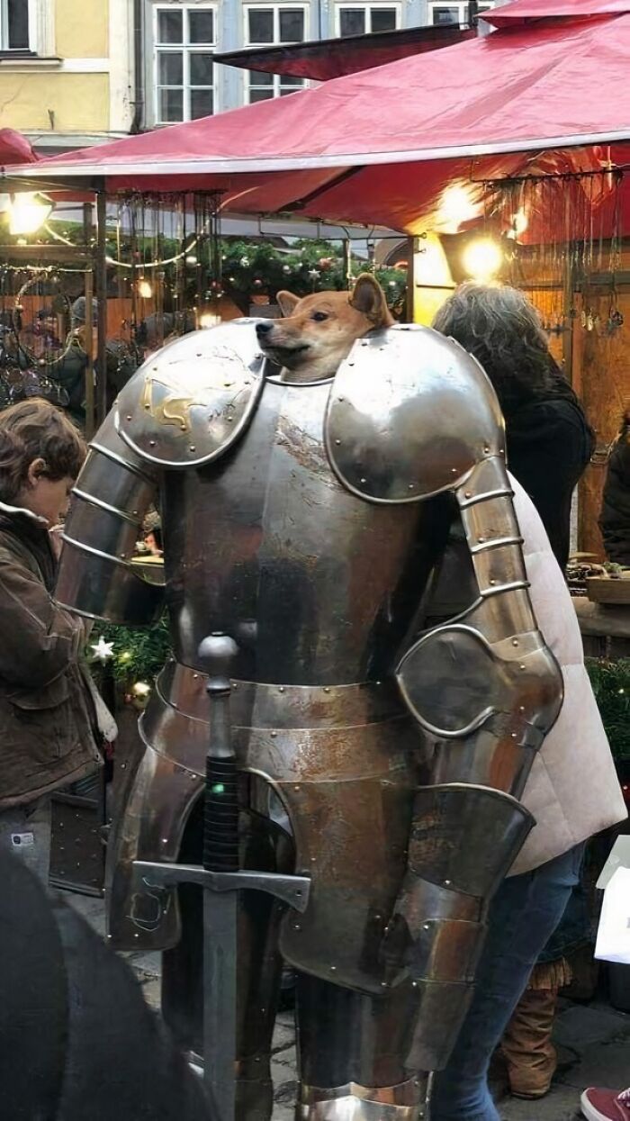 Dog’s head sticking out of a medieval knight armor in a busy outdoor market, a confusing and funny picture.