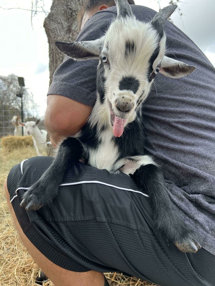 Goat making a silly face with tongue out while being held, one of the animals making silly faces caught in a photo.