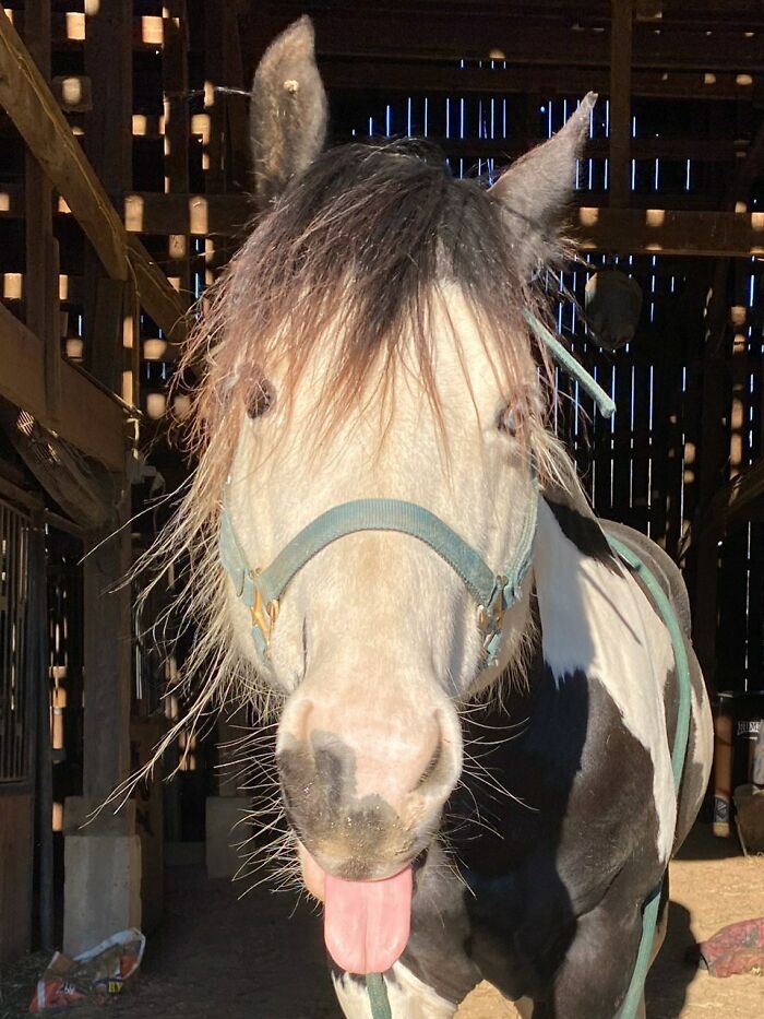 Horse making a silly face with tongue out inside a barn, captured in a funny animal photo people rush to take.