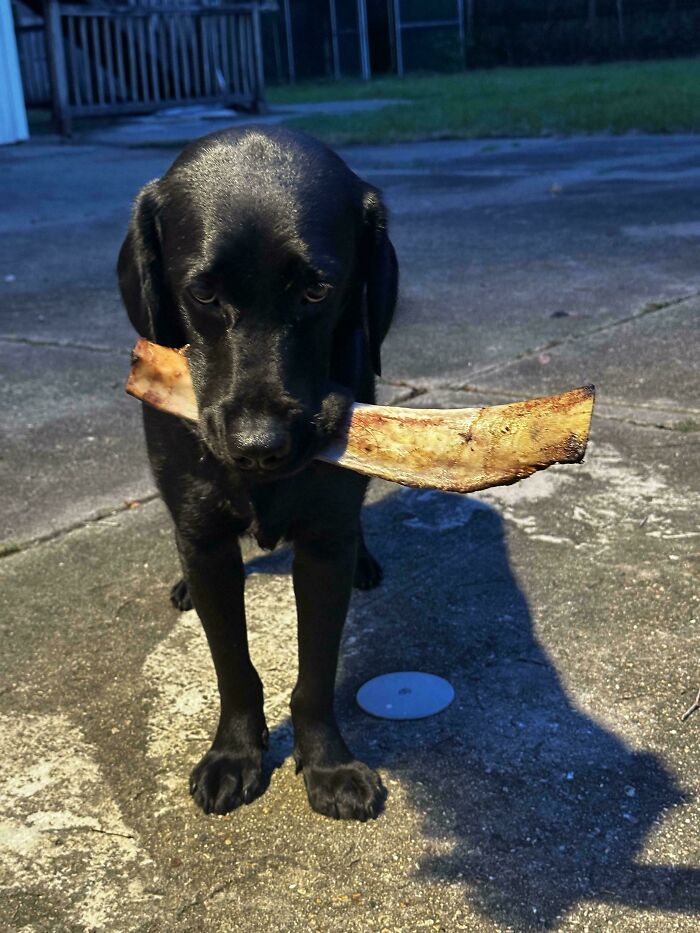Black dog making silly face while holding large bone outdoors, capturing animals making silly faces in a candid moment.