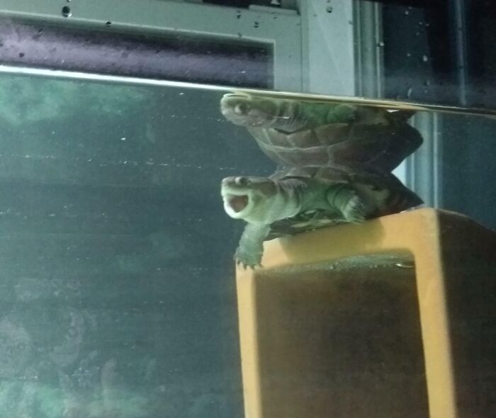 A turtle making a silly face while resting on a plastic platform in an aquarium, capturing animals making silly faces.