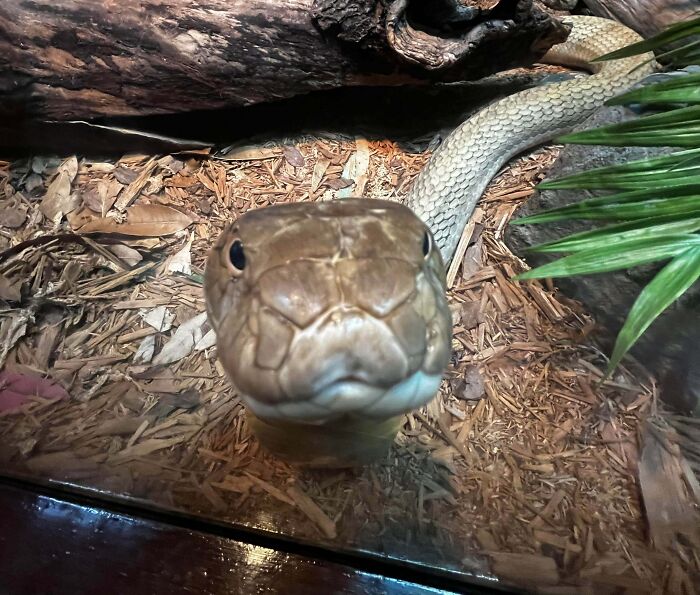 Close-up of a snake making a silly face, one of the animals captured in playful animal photos.