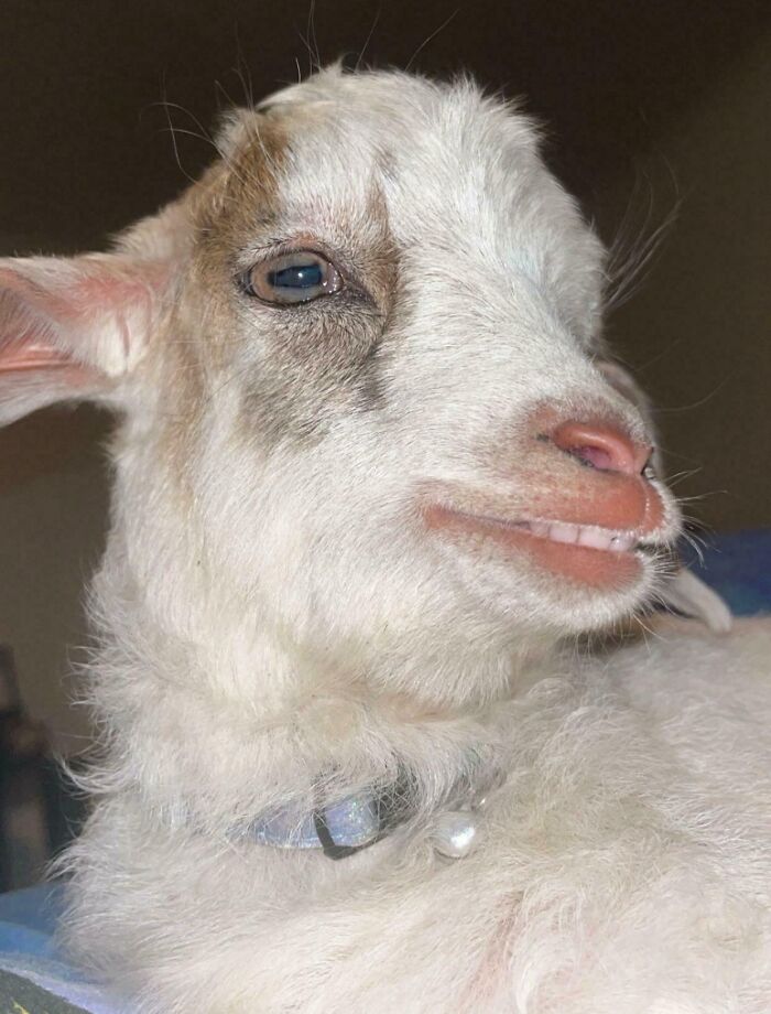 Goat making a silly face, one eye half-closed and lips curled, captured as part of animals making silly faces pics.