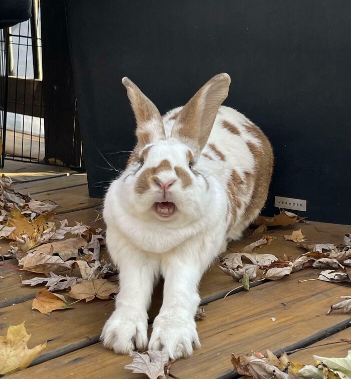 Rabbit making a silly face with mouth open, surrounded by autumn leaves, captured in a photo of animals making silly faces.