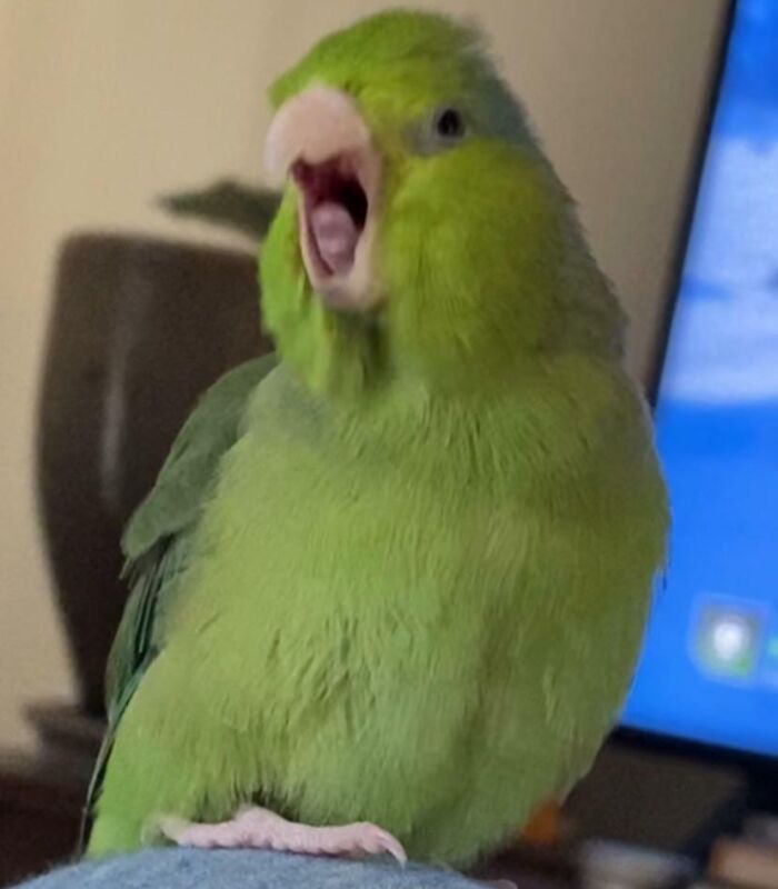Green parrot making a silly face with beak open, captured in a playful moment of animals making silly faces.