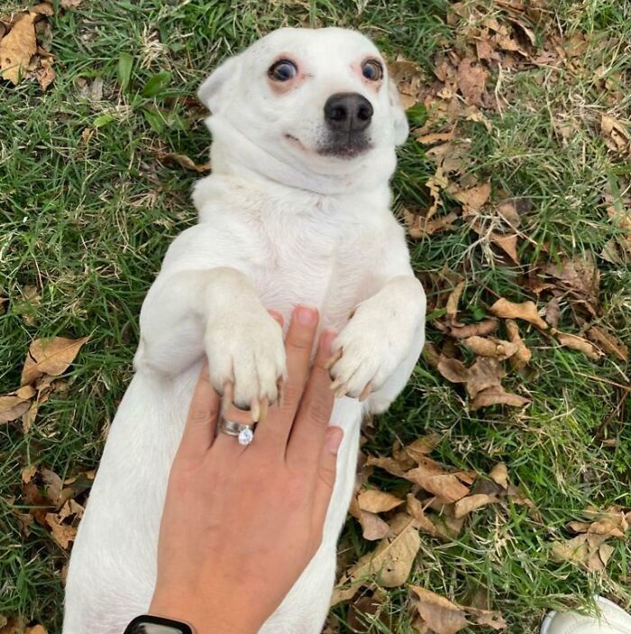 White dog making a silly face while lying on grass with a hand touching its chest, animals making silly faces photo.