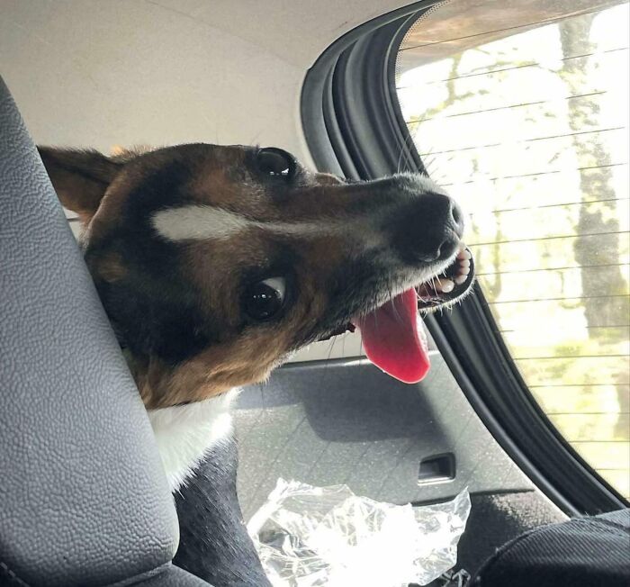 Dog making a silly face with tongue out inside car, capturing animals making silly faces for photos.