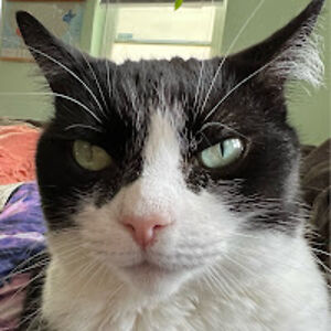 kimberlyhamada avatar