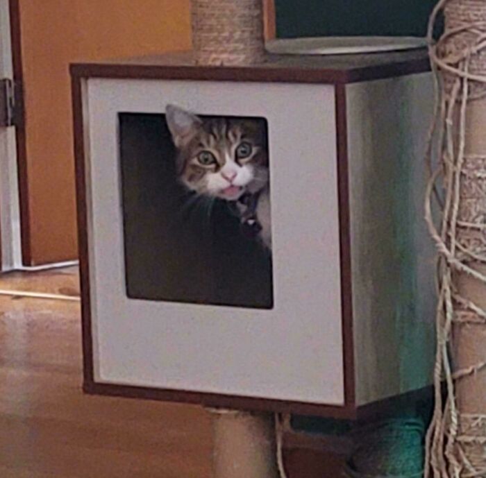 Cat making a silly derpy face while peeking out from a square cubby in a cat tree at home.